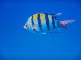 indopazifico sergente pesce a partire dal il lato nel in profondità blu acqua di mare foto