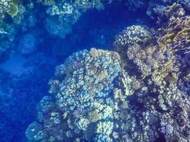 Visualizza in il blu in profondità mentre lo snorkeling su vacanza nel Egitto foto