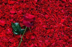 rosa mette su rosso Rose sfondo per anniversario, madre e San Valentino giorno concetto. foto