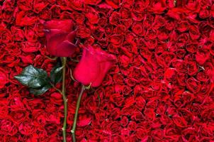 Due Rose mettere su rosso rosa sfondo per anniversario, madre e San Valentino giorno concetto. foto