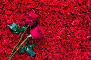 Due Rose mettere su rosso rosa sfondo per anniversario, madre e San Valentino giorno concetto. foto