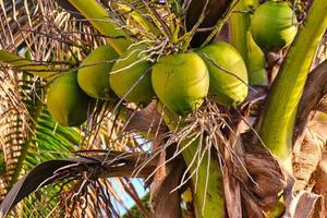 maypan Noce di cocco palma albero con presto Florida luce del sole nel pompano spiaggia foto