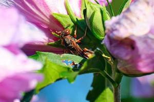 settentrionale carta vespa su rosa fiori foto