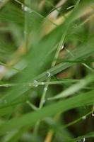 inverno pioggia goccioline nel erba le foglie sfondo vicino su natura esplorazione grande dimensione alto qualità Stampa foto