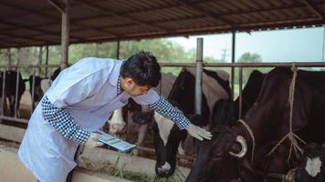 veterinario che controlla il suo bestiame e la qualità del latte nell'azienda lattiero-casearia. industria agricola, concetto di allevamento e allevamento di animali, mucca in azienda lattiero-casearia che mangia fieno, stalla. foto