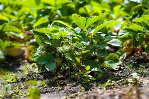 fragola cespuglio nel il giardino letto. l'ambiente cresciuto foto