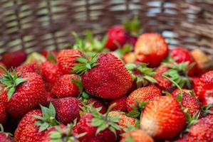 raccolto fragole nel un' cestino, avvicinamento foto