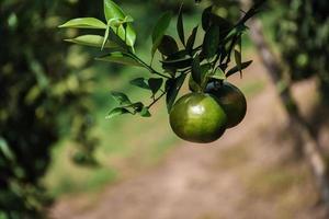 avvicinamento di satsuma scoppio mot mandarino maturazione su albero foto