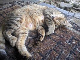 vicino su di gatto assunzione un' pisolino foto