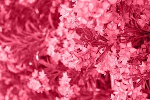 un' ramo con rosa fiori. natura sfondo foto