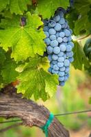 lussureggiante vino uva cluster sospeso su il vite foto