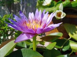 viola egiziano loto fiori per adorazione Budda o decorare il tuo giardino, ufficio foto