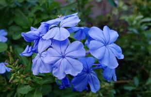 indaco foschia cachi fiore prendere un' avvicinamento tiro nel pieno telaio. foto