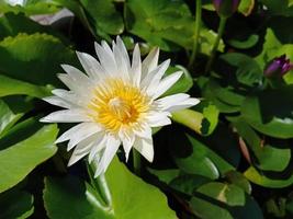bianca egiziano loto fiori per adorazione Budda o decorare il tuo giardino, ufficio foto