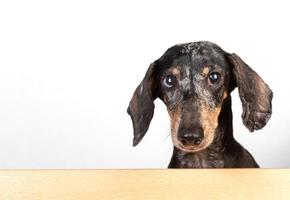 ritratto di un vecchio spaventato dai capelli grigi bassotto cane, sbirciando su a partire dal dietro a un' partizione foto