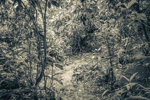 sentiero escursionistico nella foresta naturale della giungla tropicale ilha grande brasile. foto