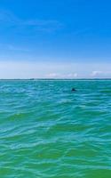 delfini nuoto nel il acqua via holbox isola Messico. foto