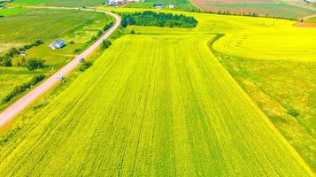 canola o colza azienda agricola visto vicino il nazione strada nel Principe edward isola, Canada foto