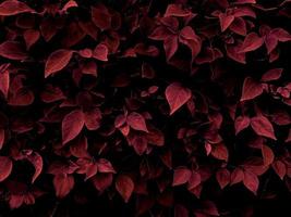 foglia nel buio rosso struttura, astratto modello natura background.used per fabbricazione sfondi o sfondi con spazio per testo. foto