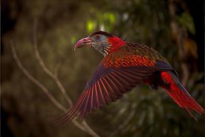 uccello di Sud America nel il natura habitat foto