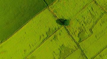 aereo Visualizza di verde riso campo con un' albero nel Tailandia. sopra Visualizza di agricolo campo. riso impianti. naturale modello di verde riso farm.beauty nel natura. sostenibile agricoltura. carbonio neutralità. foto