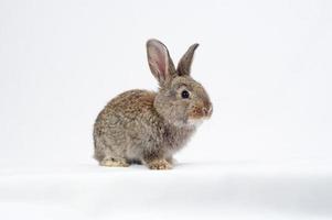 uno grigio coniglio su bianca sfondo. foto
