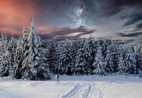 maestoso paesaggio con foresta a inverno notte tempo con stelle nel il cielo. scenario sfondo foto