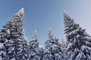 chiaro blu cielo. magico inverno paesaggio con neve coperto alberi a giorno foto