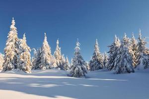 chiaro blu cielo. magico inverno paesaggio con neve coperto alberi a giorno foto