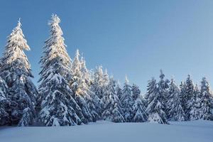 chiaro blu cielo. magico inverno paesaggio con neve coperto alberi a giorno foto