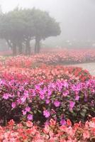 paesaggio di bellissimo rosa rosso e arancia fiori nel giardino nel nebbioso giorno nel inverno foto