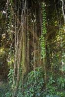 grande Bot o banyan albero con ramo radice foto