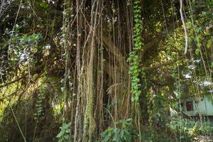 grande Bot o banyan albero con ramo radice foto