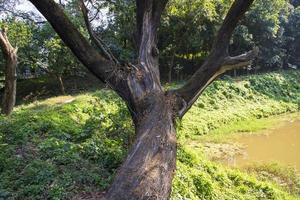 il maggiore vecchio albero nel il foresta con un' verdura Visualizza foto