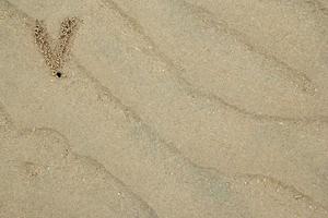 viaggio per isola phi fi, Tailandia. il tracce di il Granchi su il sabbia spiaggia. foto