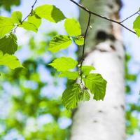 giovane verde le foglie di betulla albero nel primavera foto