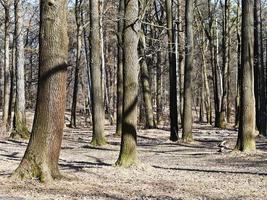 nudo alberi nel presto primavera foto