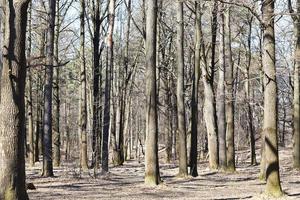 alberi nel boschetto nel soleggiato primavera giorno foto