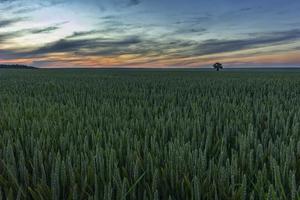 solo albero su verde Grano prato a tramonto foto