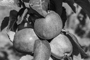 fotografia sul tema bellissimo albero di frutta ramo di melo foto