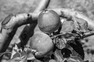 fotografia sul tema bellissimo albero di frutta ramo di melo foto