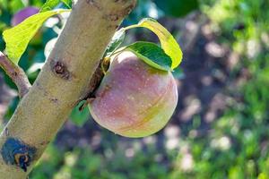 fotografia sul tema bellissimo albero di frutta ramo di melo foto