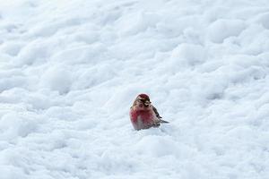 piccolo uccello Comune redpoll o acanthis fiamma si siede su neve e mangia semi. foto