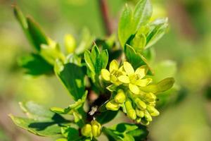 fiori di uva spina gialli primaverili da vicino. giardinaggio e agricoltura. foto