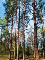 alto pino alberi a tramonto. conifero foresta nel sole, naturale paesaggio. foto