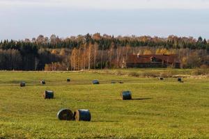 autunno paesaggio con giallo le foglie su un' soleggiato giorno foto