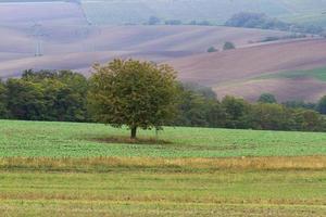 autunno paesaggio nel un' moravia i campi foto