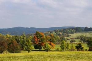 autunno paesaggio con giallo le foglie su un' soleggiato giorno foto