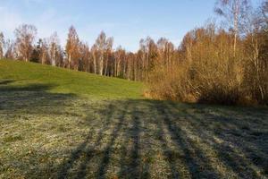 autunno paesaggio con giallo le foglie su un' soleggiato giorno foto