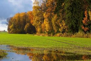 autunno paesaggio con giallo le foglie su un' soleggiato giorno foto